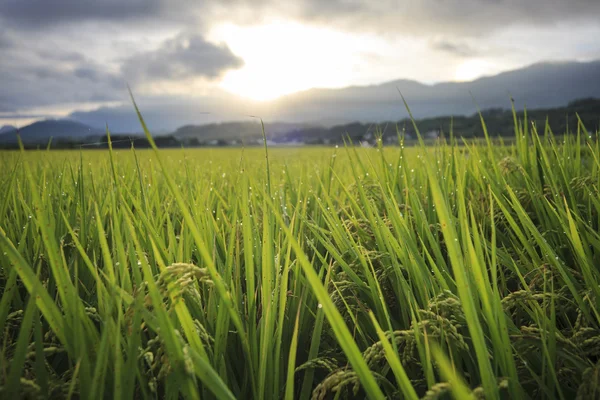 De schoonheid van de landbouwgrond in taitung taiwan — Stockfoto
