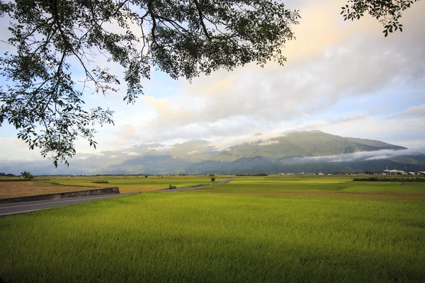 La belleza de las tierras de cultivo en Taitung Taiwán —  Fotos de Stock