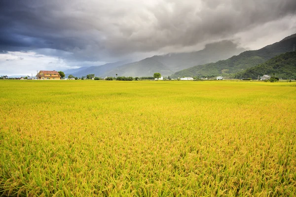 La bellezza dei terreni agricoli a Taitung Taiwan — Foto Stock