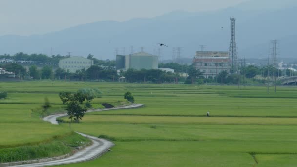 Krása zemědělské půdy v Tchaj-wanu taitung adv nebo jiné účel použití — Stock video