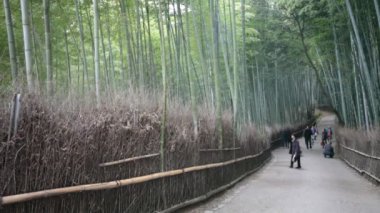 Bambu ormanı kyoto, Japonya