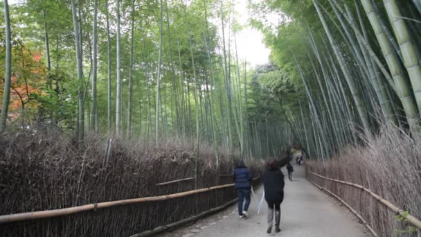 Бамбуковый лес Киото, Япония — стоковое видео