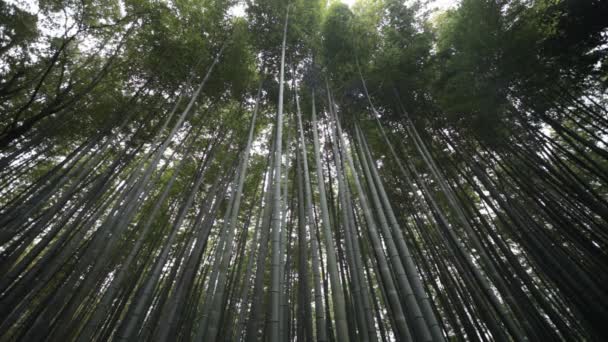 A floresta de bambu de Kyoto, Japão — Vídeo de Stock