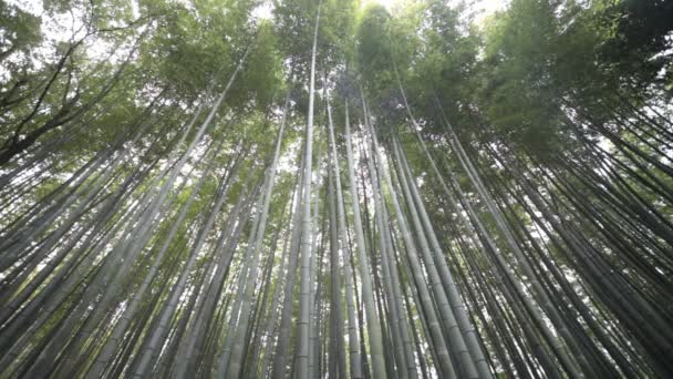 El bosque de bambú de Kyoto, Japón — Vídeos de Stock