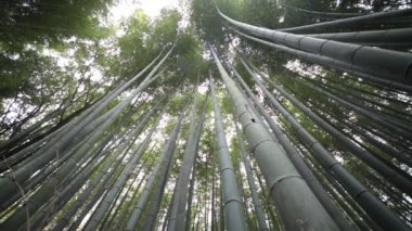 Bambu ormanı kyoto, Japonya