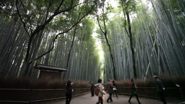 Bambu ormanı kyoto, Japonya — Stok video