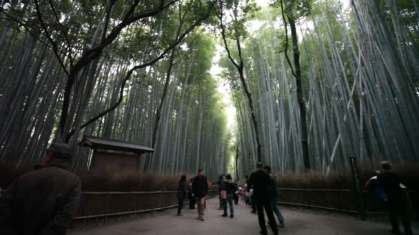 El bosque de bambú de Kyoto, Japón — Vídeo de stock