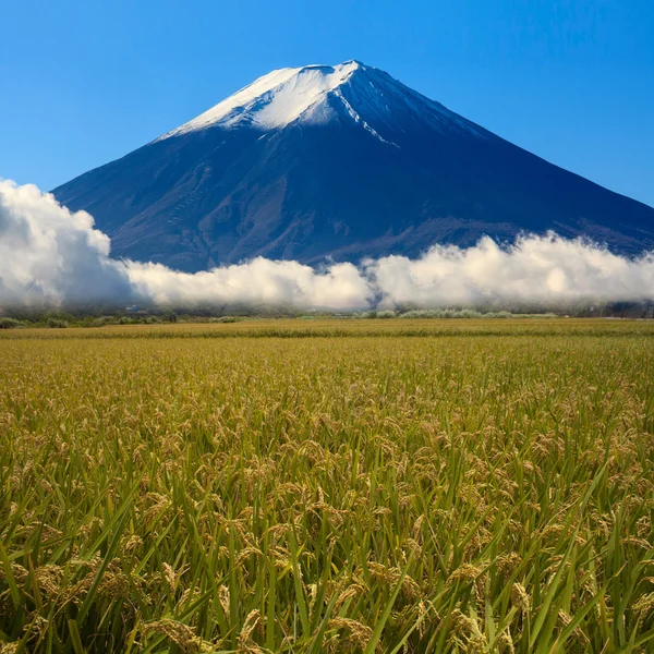 Image of sacred mountain of Fuji in the background at Japan — Stock Photo, Image