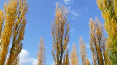 mt. fuji Japonya sonbahar renkleri ile