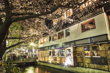 Kyoto nehir tarafında kiraz çiçeği.