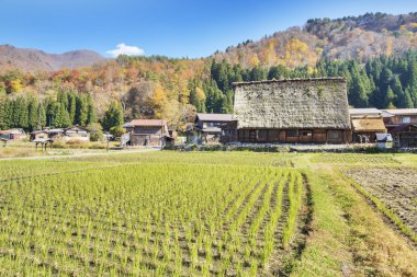 Geleneksel ve tarihsel Japon Köyü Ogimachi - Shirakawa