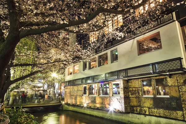 Flor de cerejeira no lado do rio em Kyoto . — Fotografia de Stock