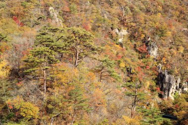 Değil-Gorge Japonya'da sonbahar renkleri