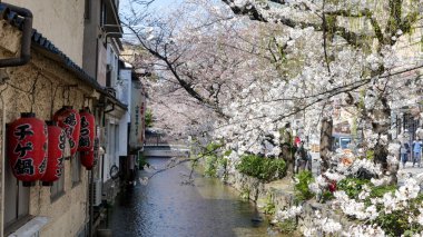 Kyoto nehir tarafında kiraz çiçeği.