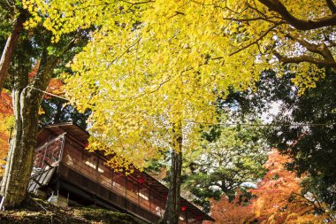 Sonbahar sezonu Jingo-Ji, kyoto, Japonya