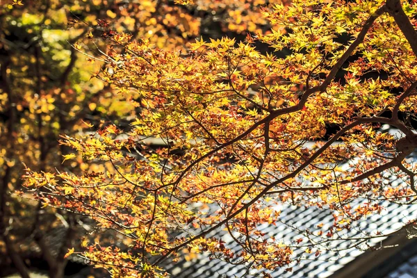 Fall season of Jingo-ji, kyoto, Japan — Stock Photo, Image