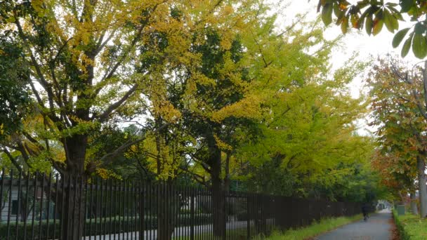 Mensen lopen door het park op een bewolkte dag — Stockvideo