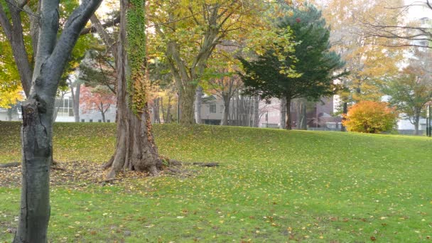 Hokkaido Üniversitesi'nde sonbahar sezon — Stok video