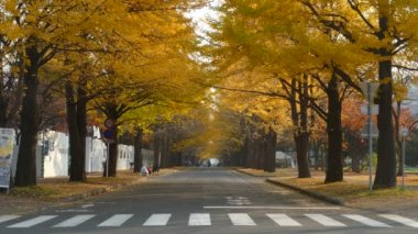 Hokkaido Üniversitesi'nde sonbahar sezon
