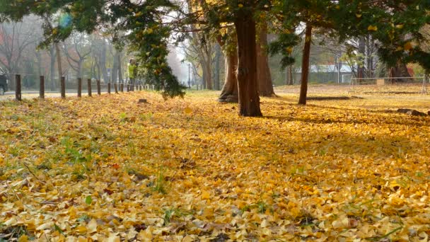 Hokkaido University at fall season — Stock Video