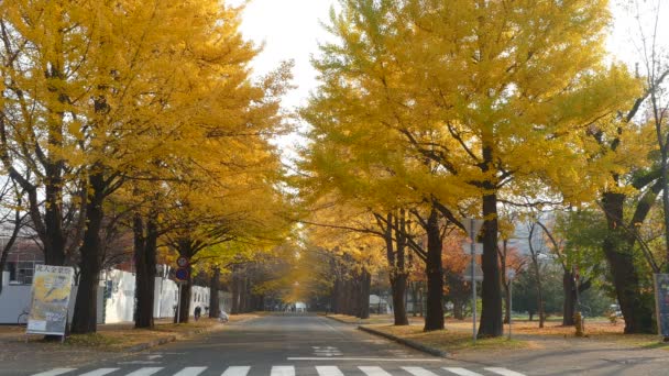 Hokkaido University på höstsäsongen — Stockvideo