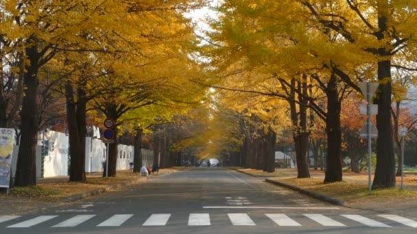 Universidade de Hokkaido na temporada de outono — Vídeo de Stock