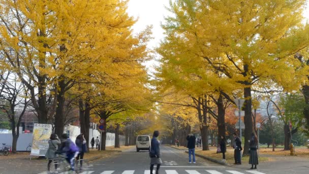 Осенний университет Хоккайдо — стоковое видео