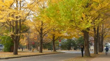 Hokkaido Üniversitesi'nde sonbahar sezon
