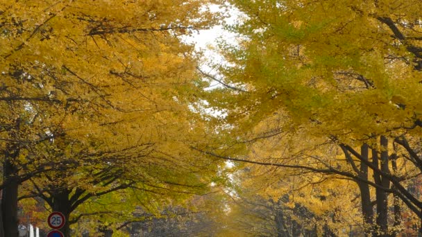 Université de Hokkaido à la saison d'automne — Video