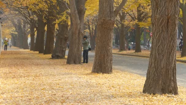 Hokkaido Üniversitesi'nde sonbahar sezon — Stok video