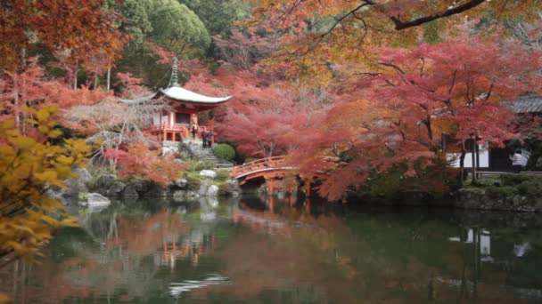 Stagione autunnale, Le foglie cambiano colore del rosso a Temple japan . — Video Stock