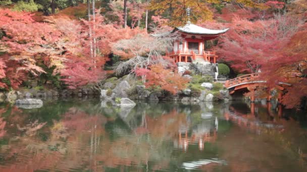 Otoño temporada, El color de cambio de licencia de rojo en el templo de Japón . — Vídeo de stock