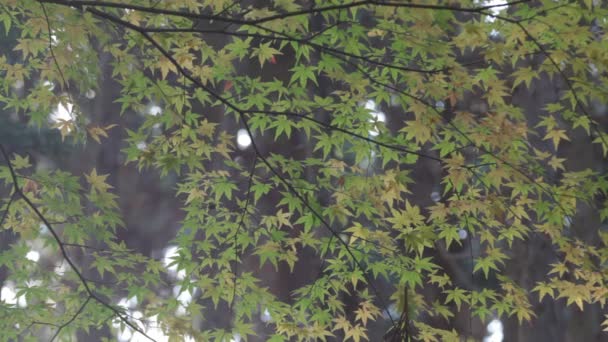 Feuille d'érable rouge automne coucher de soleil arbre fond flou — Video