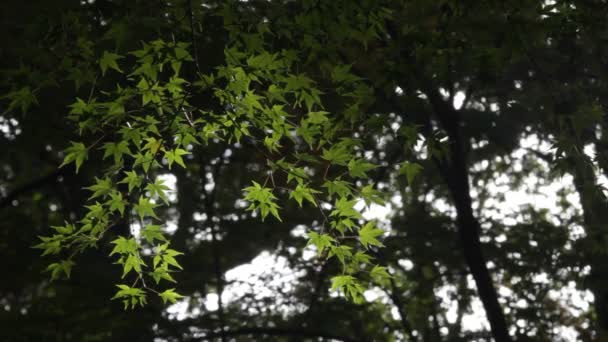Maple daun merah musim gugur pohon matahari terbenam latar belakang kabur — Stok Video