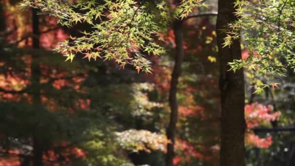 Maple daun merah musim gugur pohon matahari terbenam latar belakang kabur — Stok Video