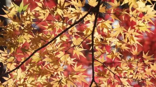 Folha de bordo vermelho outono pôr do sol árvore desfocado fundo — Vídeo de Stock