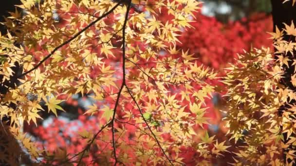 Feuille d'érable rouge automne coucher de soleil arbre fond flou — Video