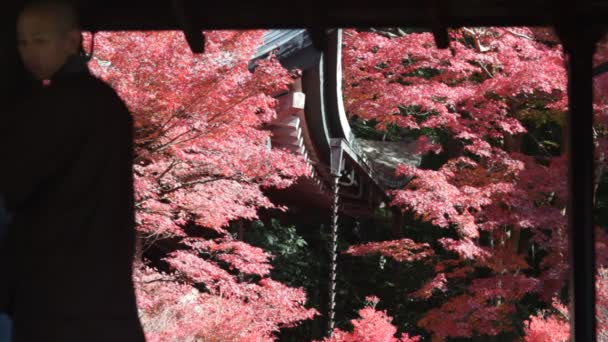 Esdoorn blad rode herfst zonsondergang achtergrond wazig — Stockvideo