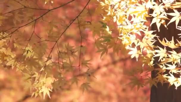 Ahornblatt rot Herbst Sonnenuntergang Baum verschwommen Hintergrund — Stockvideo
