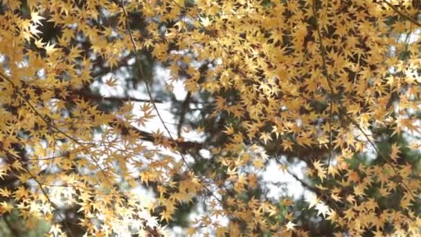 Ahornblatt rot Herbst Sonnenuntergang Baum verschwommen Hintergrund — Stockvideo