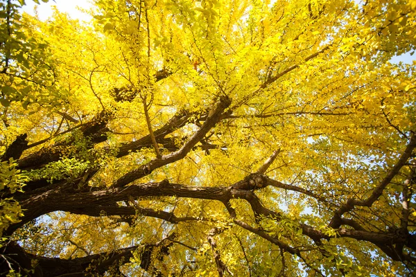 西本愿寺寺在京都秋天的季节 — 图库照片