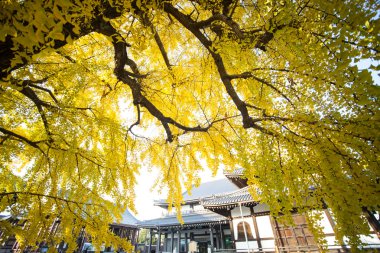 Sonbahar sezonu Kyoto Nishi Honganji Tapınağı