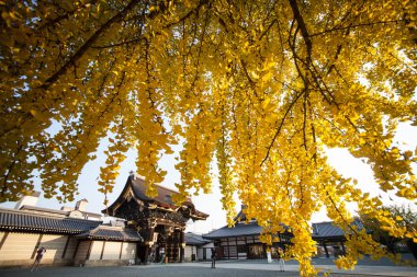 Sonbahar sezonu Kyoto Nishi Honganji Tapınağı