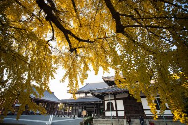 Sonbahar sezonu Kyoto Nishi Honganji Tapınağı