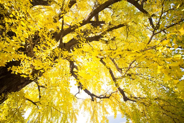 京都の西本願寺の秋のシーズン — ストック写真