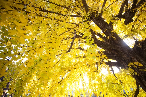 La temporada de otoño del templo Nishi Honganji en Kyoto — Foto de Stock