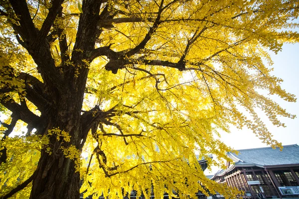 The fall season of Nishi Honganji temple in Kyoto — Stock Photo, Image
