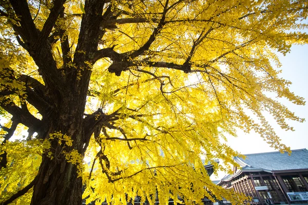 La stagione autunnale del tempio di Nishi Honganji a Kyoto — Foto Stock