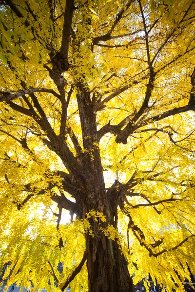 La temporada de otoño del templo Nishi Honganji en Kyoto — Foto de Stock