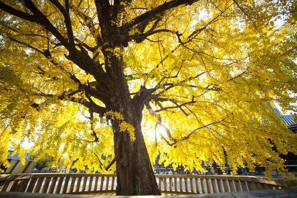 La temporada de otoño del templo Nishi Honganji en Kyoto —  Fotos de Stock